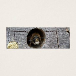 signet abeille occupé