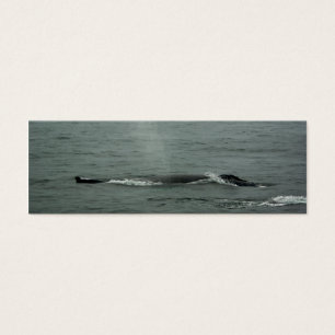 Signet de baleines à bosse