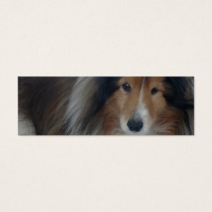 Signet de chien de berger de Shetland