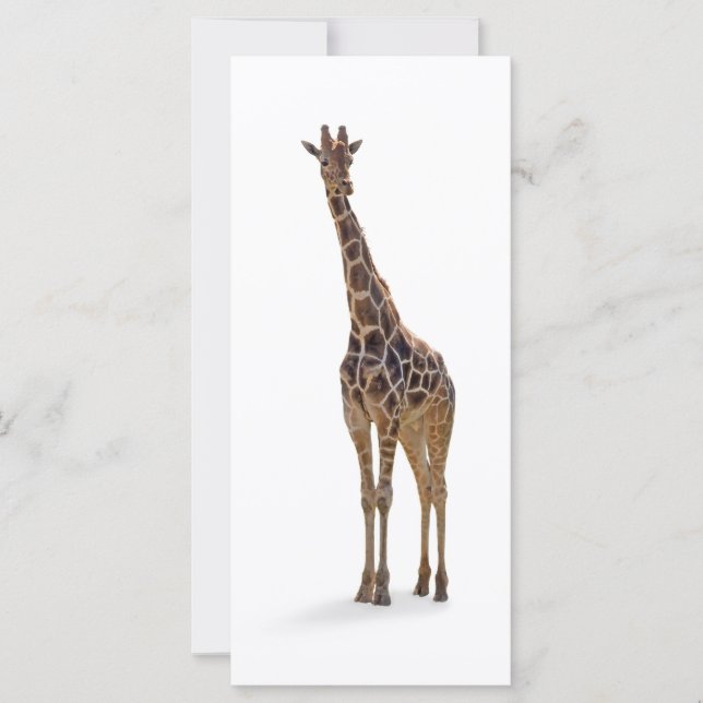 Signet de girafe / Carte Rackcard (Devant)