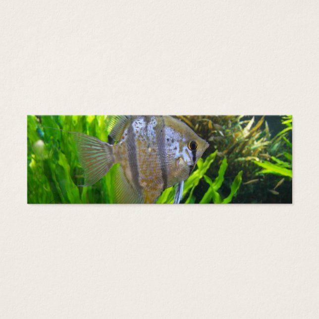 Signet de poisson ange (Devant)