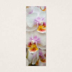 Signet d'orchidée