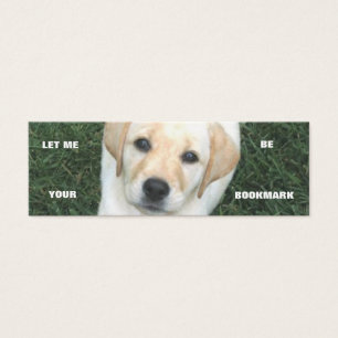 Signet jaune de labrador retriever
