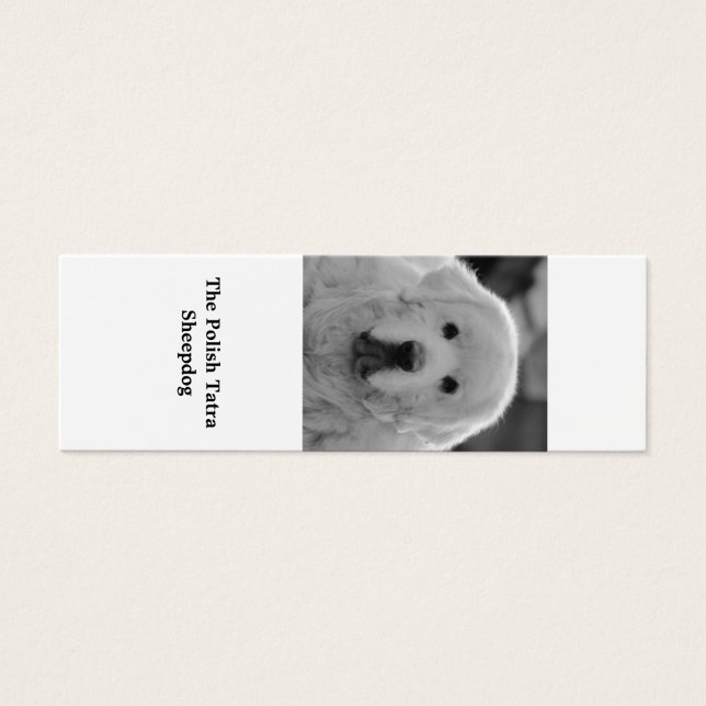 Signet polonais Tatra Sheepdog Puppy (Devant)