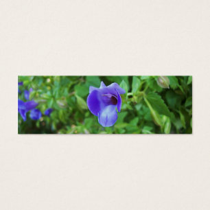 Signet Torenia