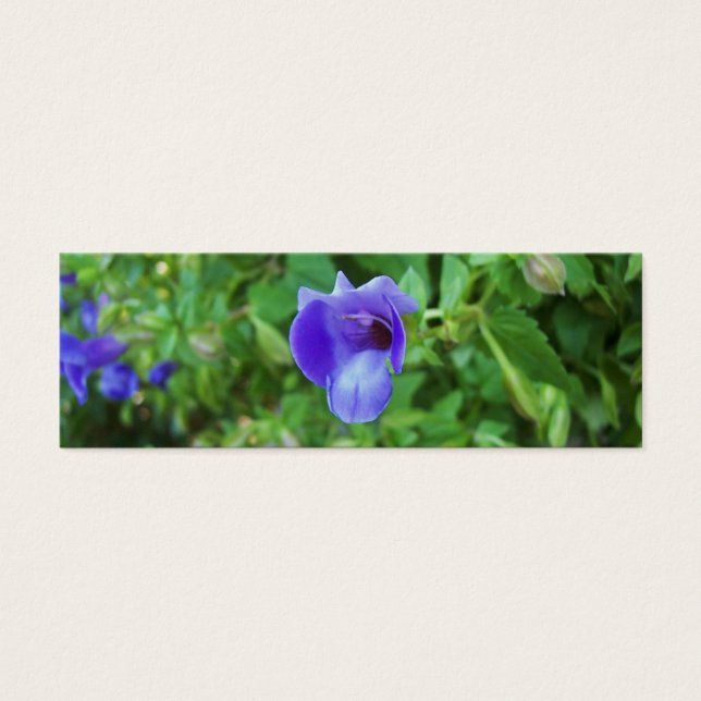 Signet Torenia (Devant)