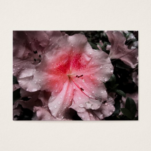 Signets intérieurs (Devant)