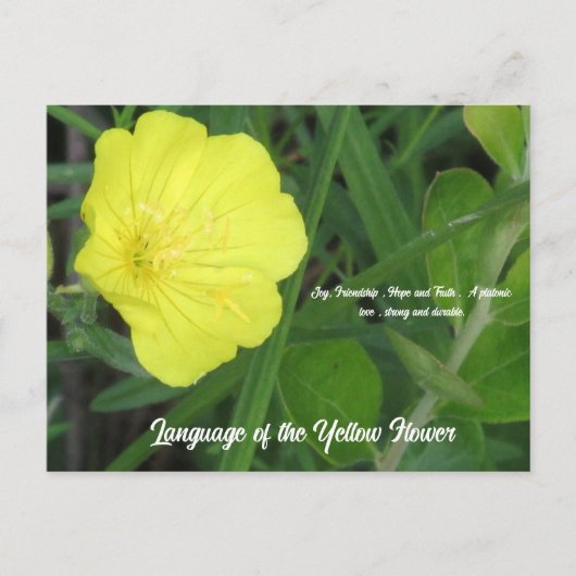 Signification de la carte postale Fleur Jaune (Devant)