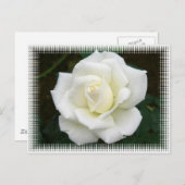 Significations roses Carte postale (Devant / Derrière)