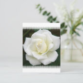 Significations roses Carte postale (Debout devant)