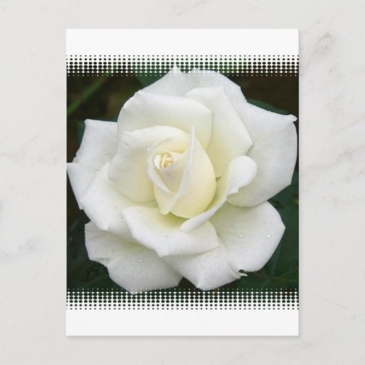 Significations roses Carte postale (Devant)