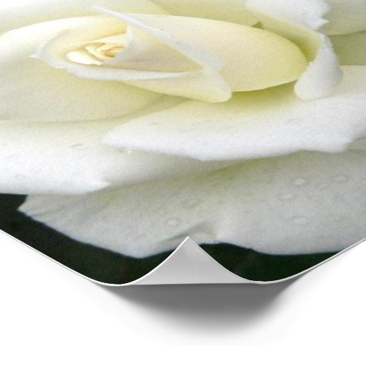 Significations roses Poster Imprimer (Coin)