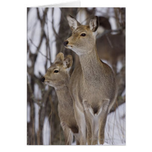 Sika Deer Doe and Young, Hokkaido, Japon