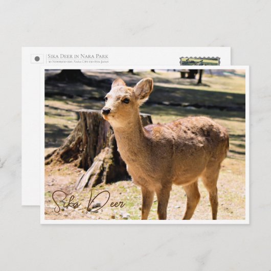 Sika Deer in Nara Park ポストカード Briefkaart (Voorkant / Achterkant)