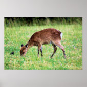 Sika Deer Poster (Voorkant)