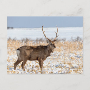 Sika-hert in een besneeuwd veld Japan Briefkaart
