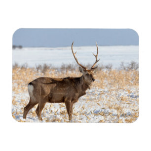 Sika-hert in een besneeuwd veld Japan Magneet