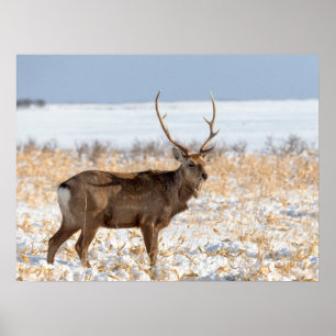 Sika-hert in een besneeuwd veld   Japan Poster