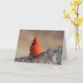Silent se demande carte blanche Cardinal (Fleur jaune)