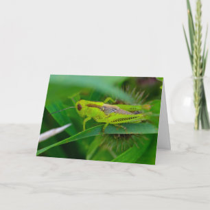 Silent se demande carte blanche Grasshopper