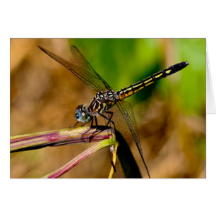 Silent se demande la carte blanche de voeux Dragon