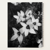 Silent Symmetry (Dos)