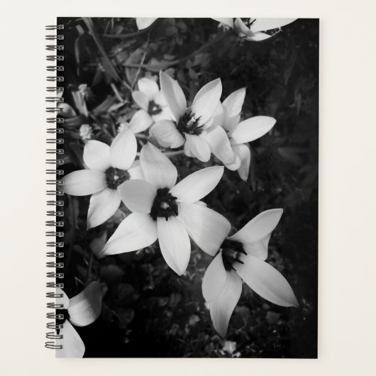 Silent Symmetry (Devant)