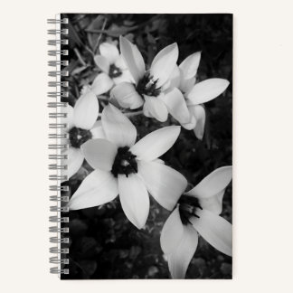 Silent Symmetry Notitieboek