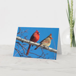 Silent Wonders Blank Wenskaart Cardinals Kaart