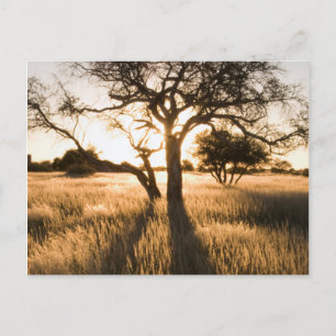 Silhouet van acia-bomen in gras. Mariental Briefkaart