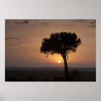 Silhouet van boom op vlakte, Masai Mara 2