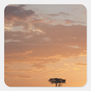 Silhouet van boom op vlakte, Masai Mara Vierkante Sticker