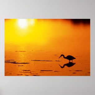 Silhouet van reiger bij zonsondergang, Florida Poster