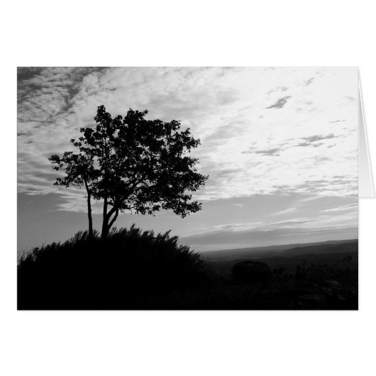 Silhouette d'arbre noir et blanc (Devant horizontal)