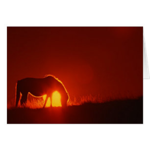 Silhouette de cheval au coucher du soleil