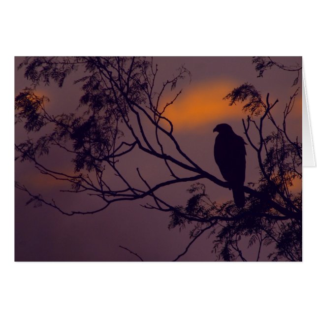 Silhouette de faucon de Harris (unicinctus de (Devant horizontal)