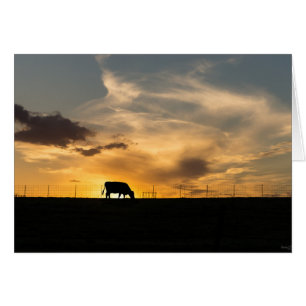 Silhouette du coucher du soleil de bétail