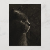 Silhouette Feline - Carte postale (Devant)