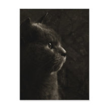 Silhouette Feline - Carte postale