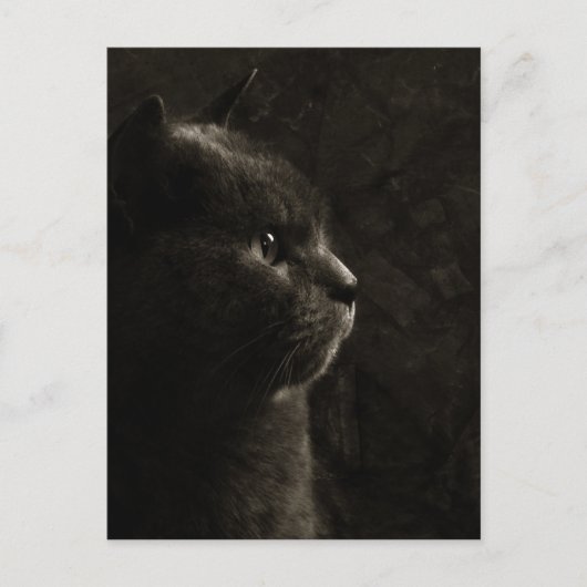 Silhouette Feline - Carte postale (Devant)