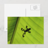 Silhouette kikker door bananenblad briefkaart (Voorkant / Achterkant)