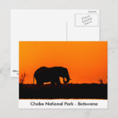 Silhouette of an Elephant Bull at at Sunset Briefkaart (Voorkant / Achterkant)