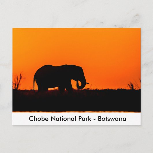 Silhouette of an Elephant Bull at at Sunset Briefkaart (Voorkant)