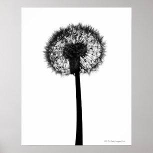Silhouette van dandelion poster