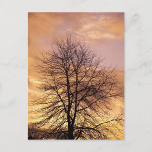 Silhouette van een boom met roze en Oranje hemel Briefkaart
