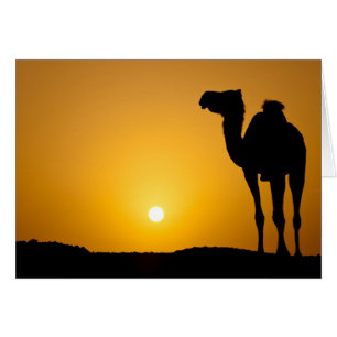 Silhouette van een wilde kameel bij zonsondergang