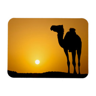 Silhouette van een wilde kameel bij zonsondergang magneet