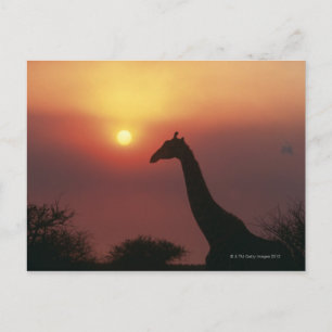 Silhouette van Giraffe (Giraffa Camelopardalis) Briefkaart