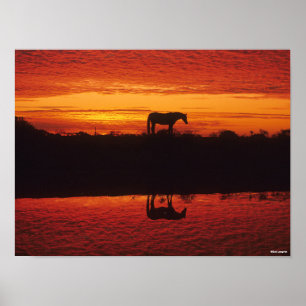 Silhouette van Horse tegen Sunset Sky Poster