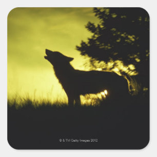 Silhouette van wolvenhowling vierkante sticker